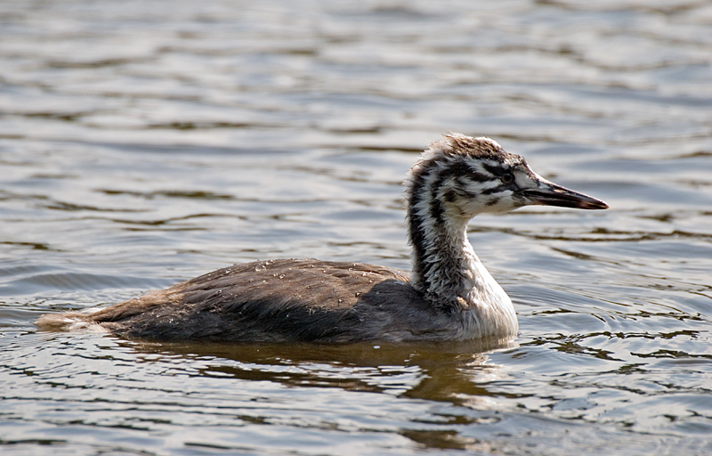 Great Crested Grebe - Grebe, Great Crested
