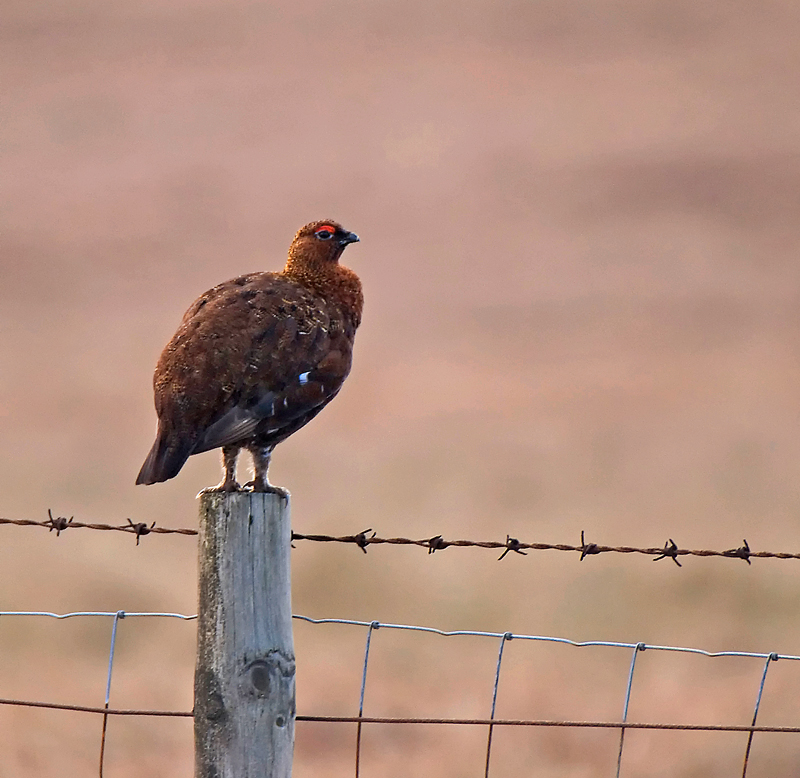 Red Grouse - Red Grouse