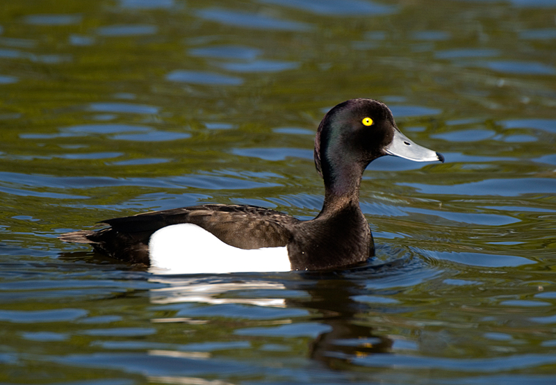 Tufted Duck - Duck, Tufted