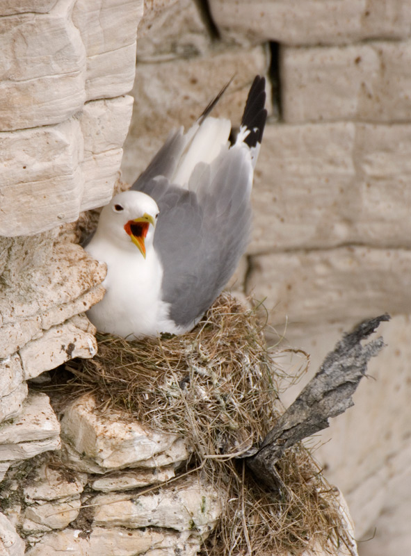 Kittiwake - Kittiwake