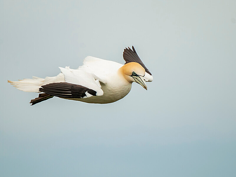  - Northern Gannet