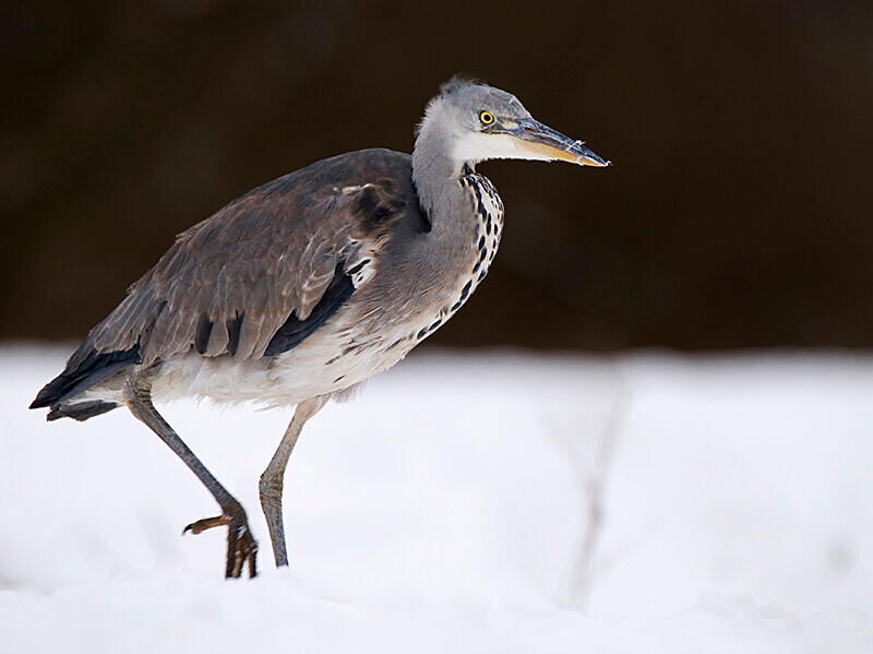  - Winter Grey Herons