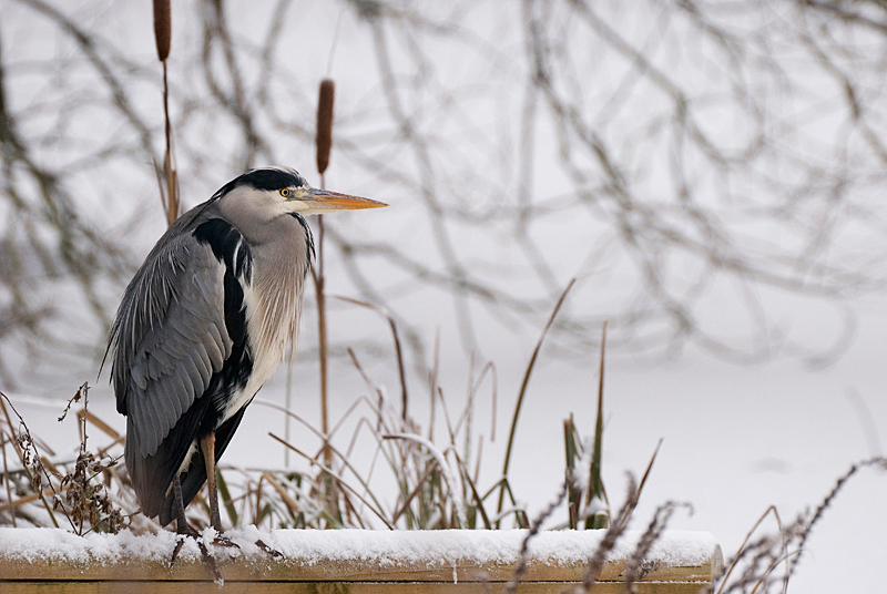 Grey Heron - Grey Heron