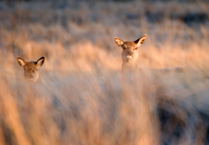 Red Deer Hinds - Red Deer