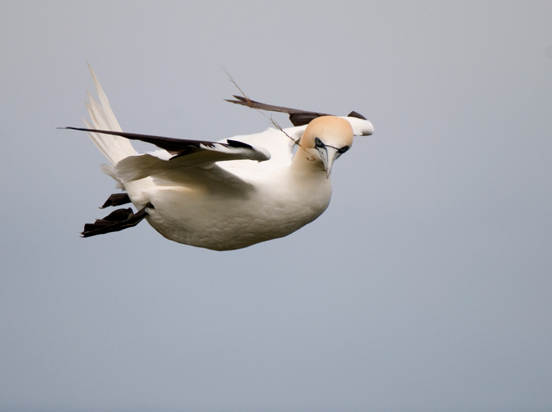 Gannet - Gannet