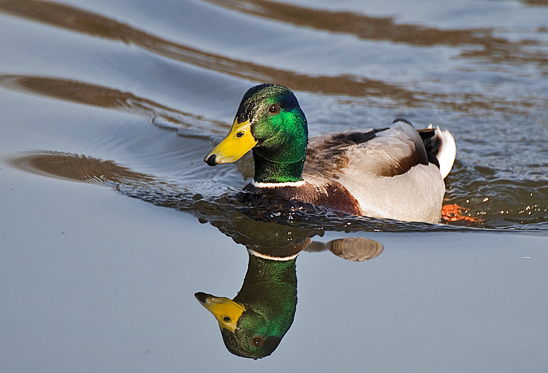 Mallard - Freshwater
