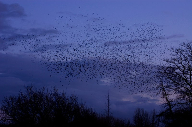 Starling - Starling