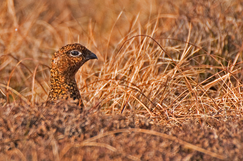 Red Grouse - Red Grouse