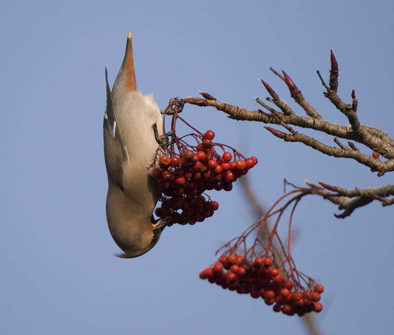 Waxwing - Waxwing