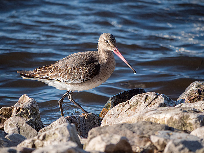 Black Tailed Godwit - Coastal & Wetland