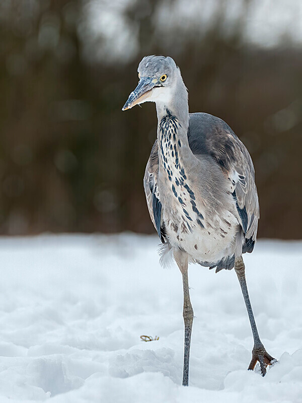  - Winter Grey Herons