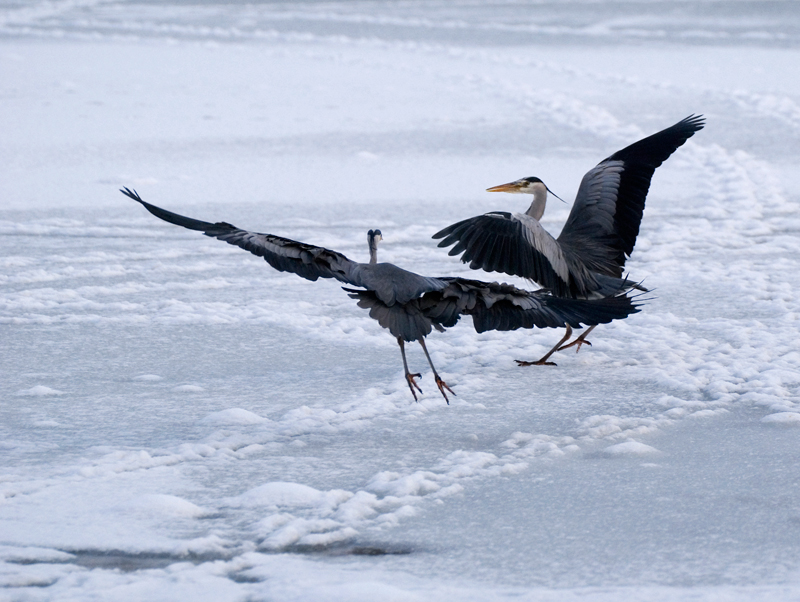 Grey Heron - Grey Heron