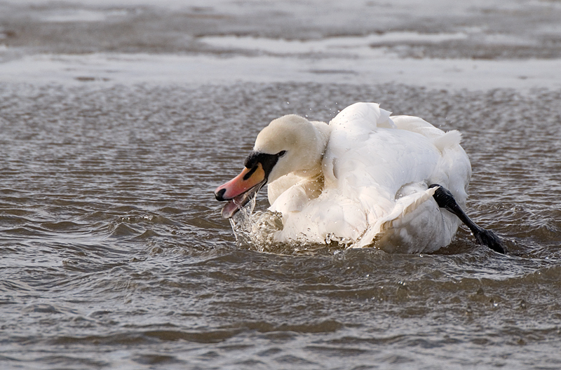 Mute Swan - Swan, Mute