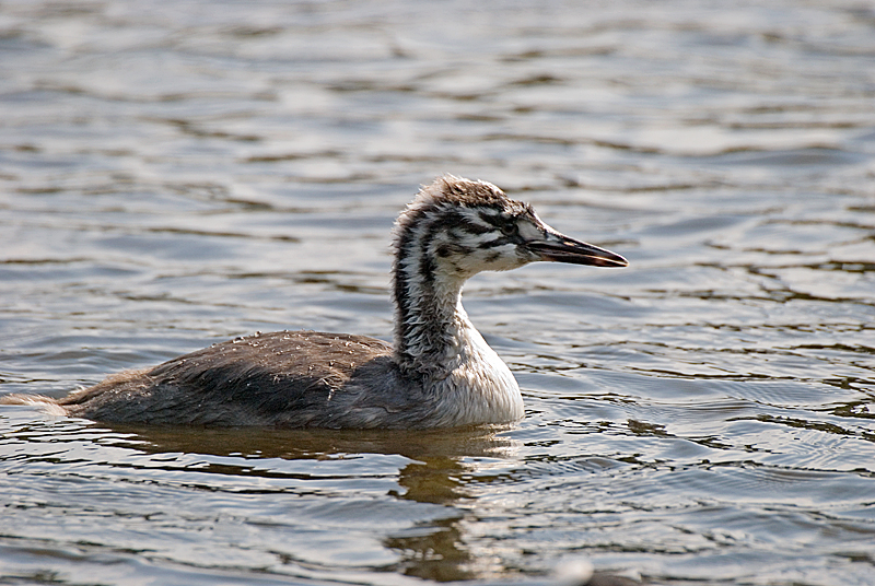 Great Crested Grebe - Grebe, Great Crested