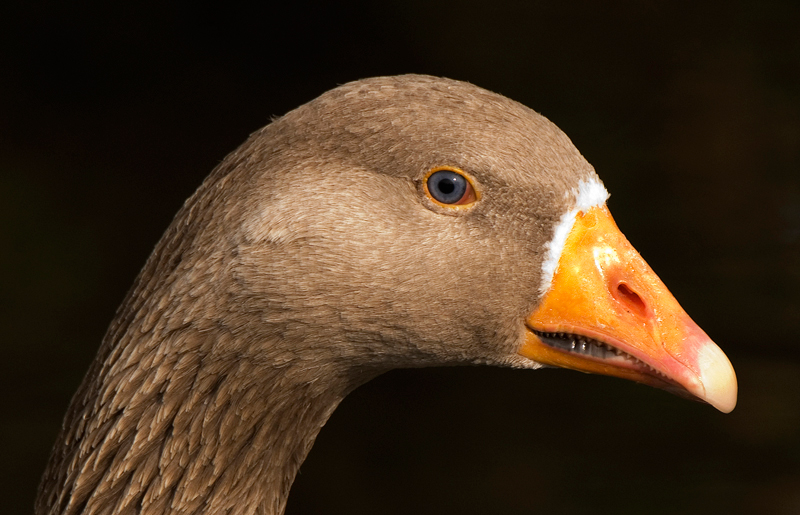 Greylag Goose - Freshwater