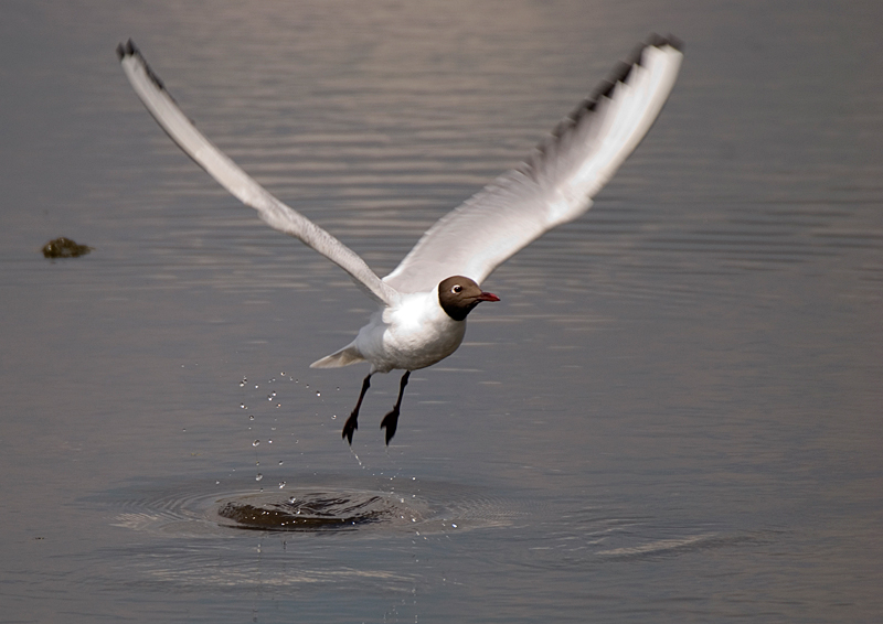 Black-Headed Gull - Gull, Black-Headed