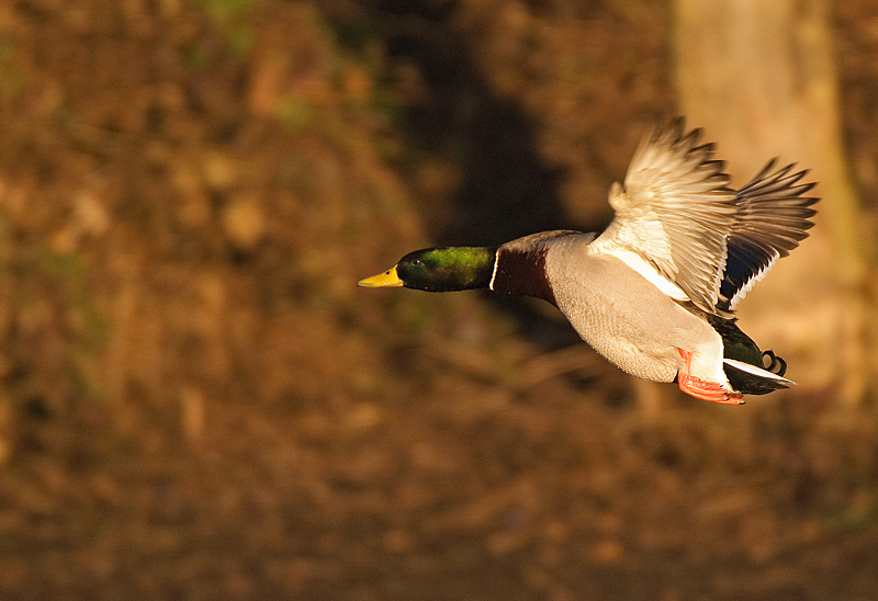 Mallard - Freshwater