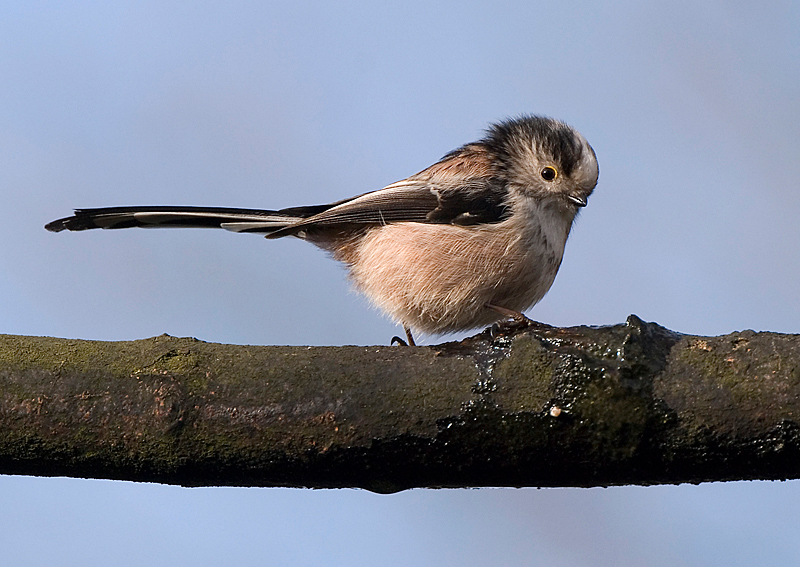 Long-Tailed Tit - Woodland