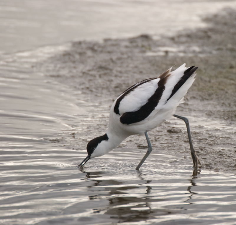 Avocet - Avocet