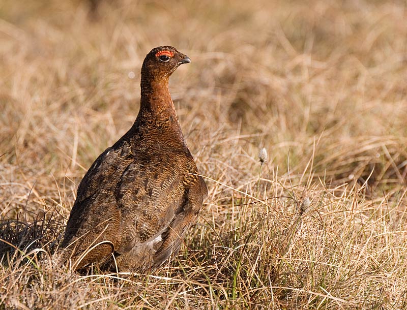 Red Grouse - Upland & Mountain