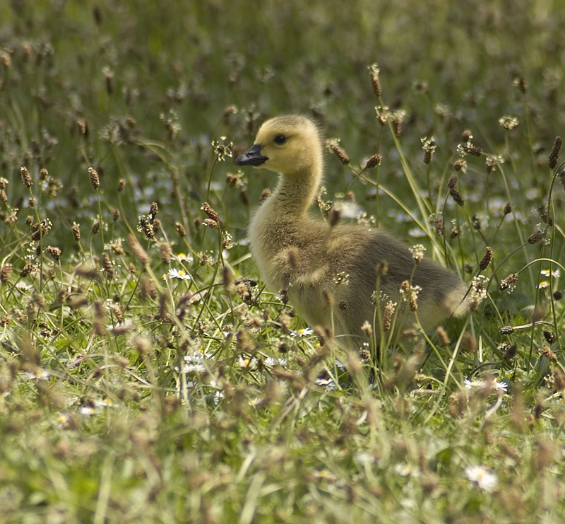 Canada Goose Gosling - Goose, Canada