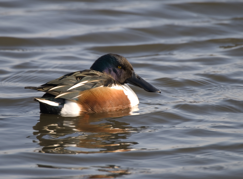 Shoveler - Shoveler