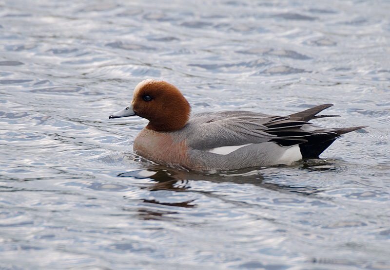 Wigeon - Wigeon