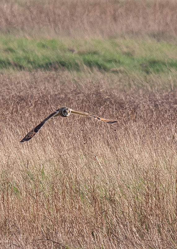  - Coastal & Wetland