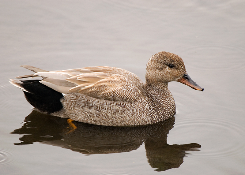 Gadwall - Gadwall