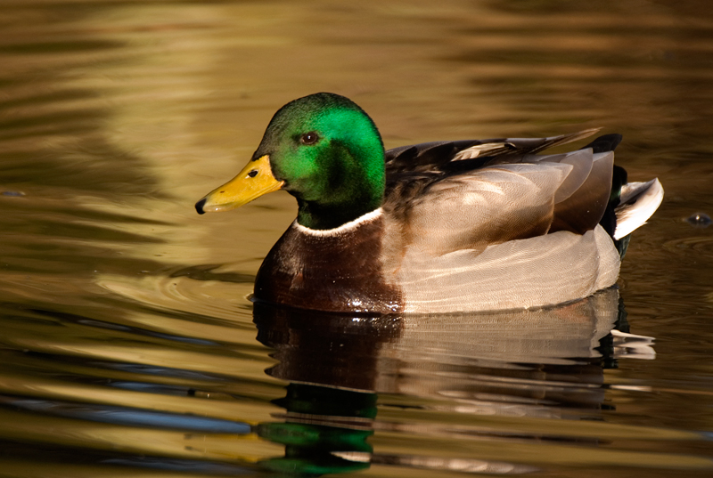 Mallard - Mallard