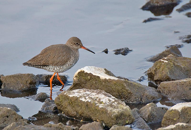 Redshank - Coastal & Wetland