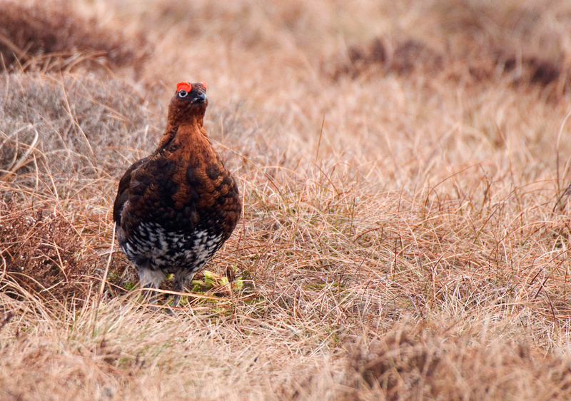 Red Grouse - Red Grouse