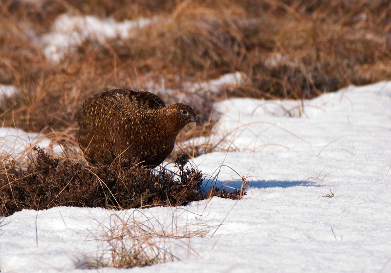 Red Grouse - Red Grouse