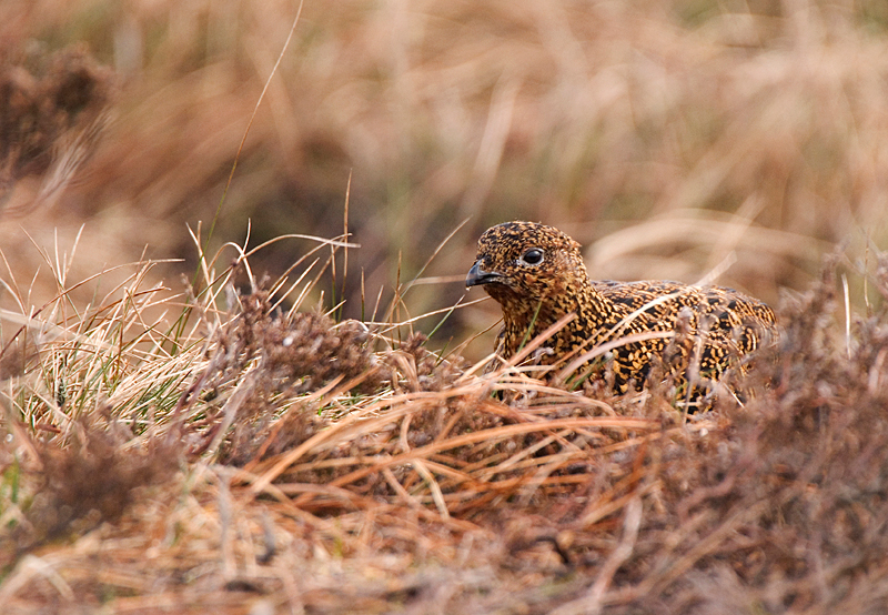Red Grouse - Upland & Mountain