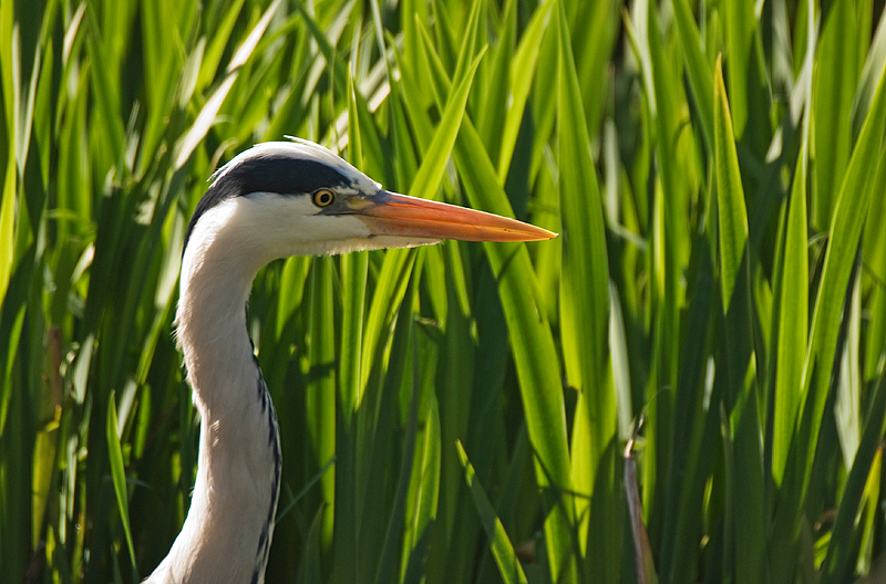 Grey Heron - Freshwater