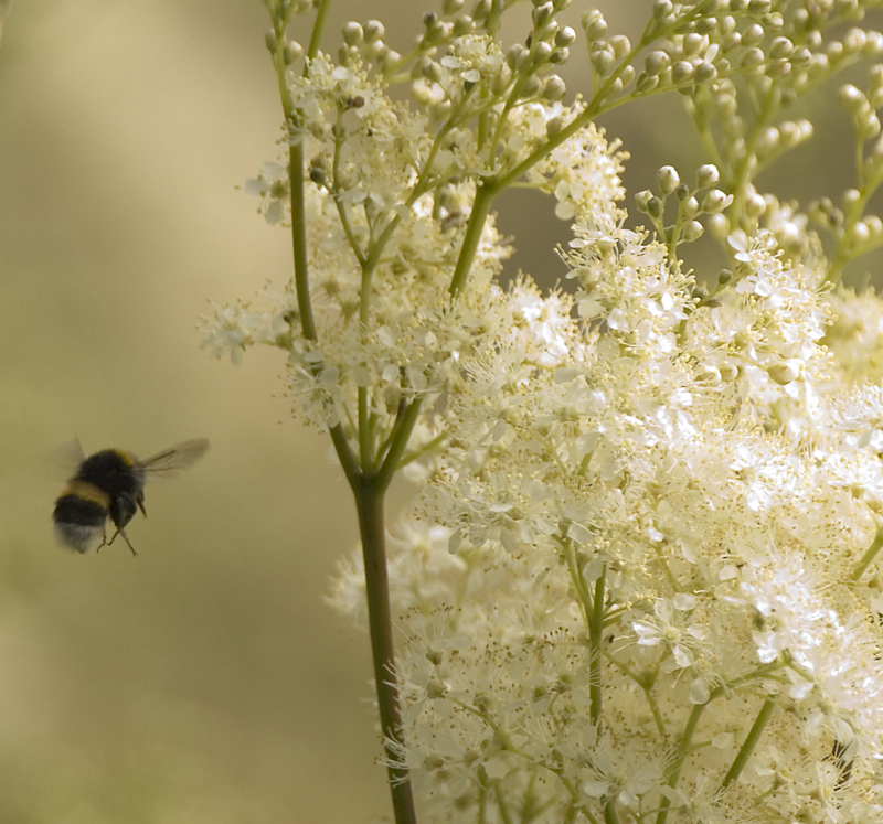 Bumble Bee - Lowland & Farmland
