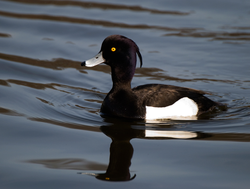 Tufted Duck - Duck, Tufted