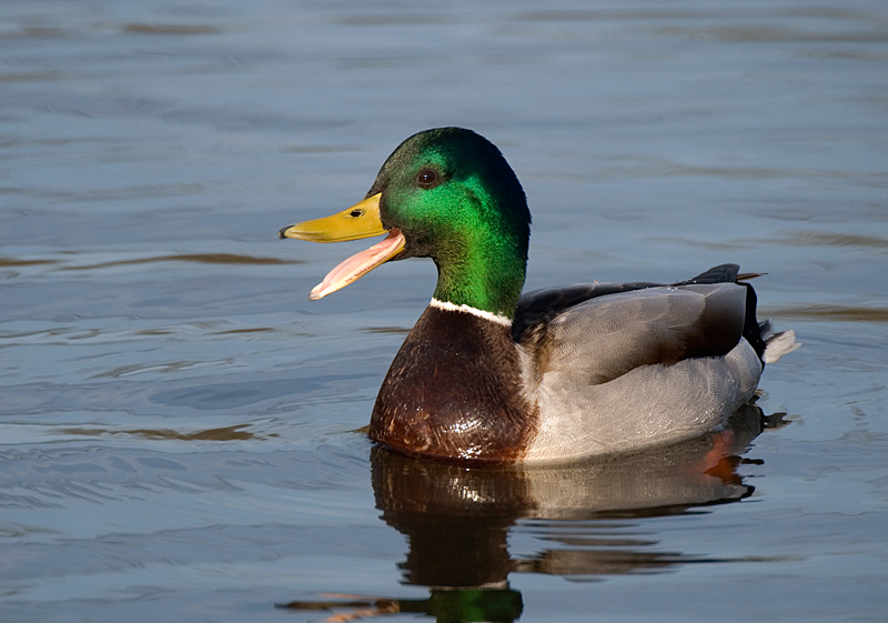 Mallard - Mallard
