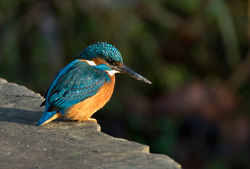 Kingfisher - Kingfisher