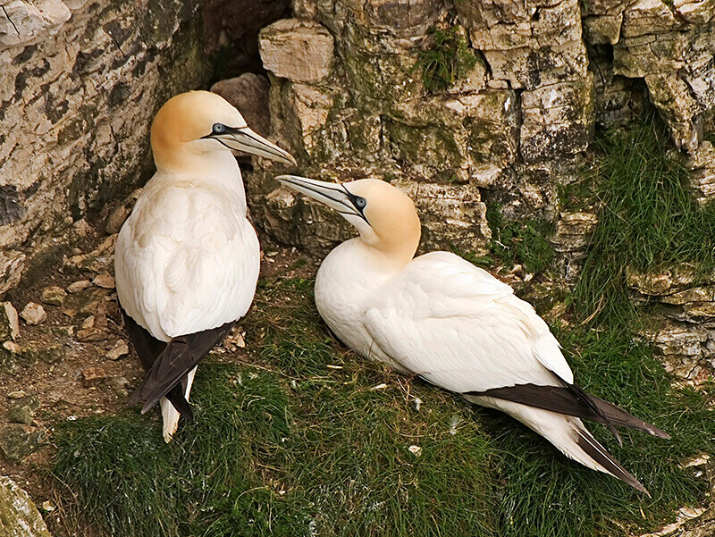  - Northern Gannet