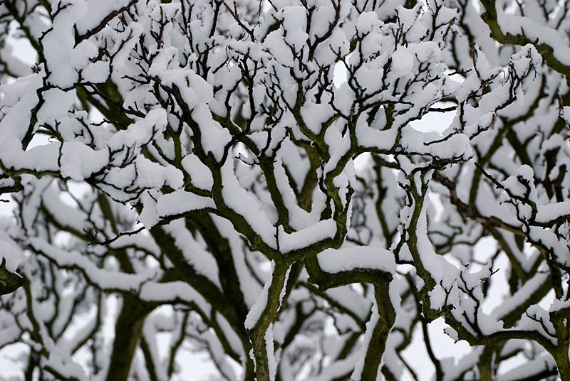 Bow of Beech in Snow - Abstract