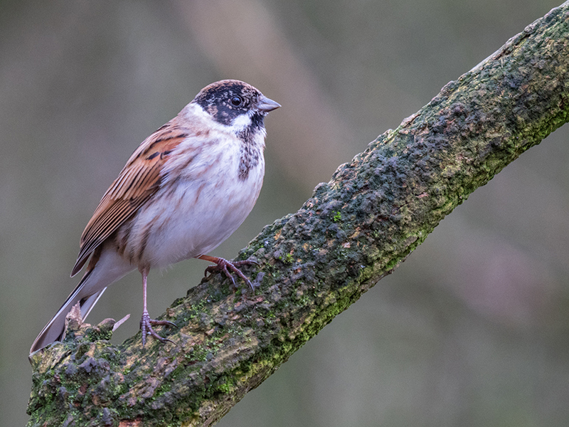 Reed Bunting - Lowland & Farmland