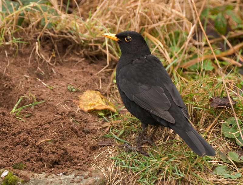Blackbird - Blackbird