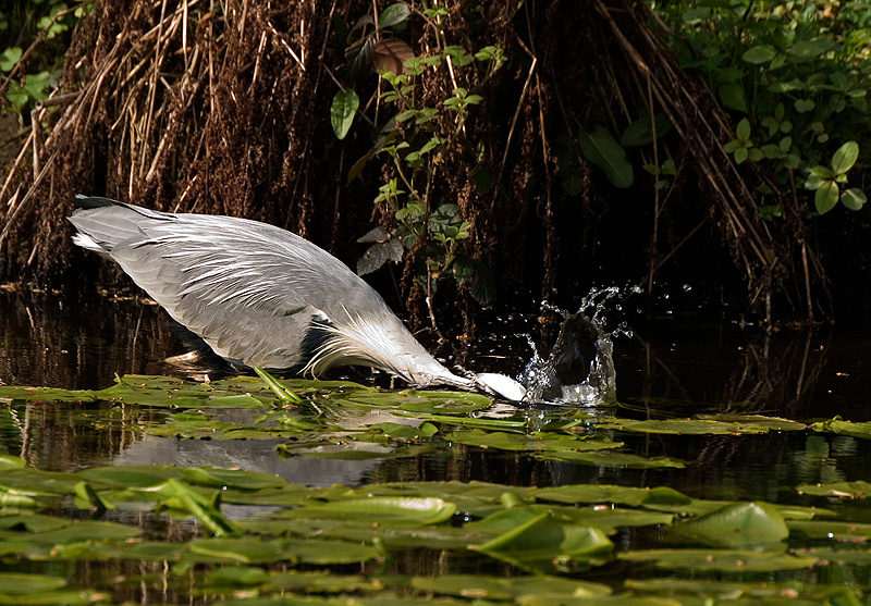 Grey Heron - Heron, Grey