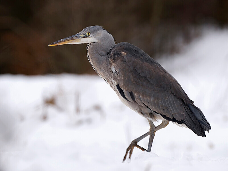  - Winter Grey Herons