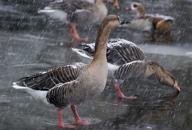 Greylag Goose - Coastal & Wetland