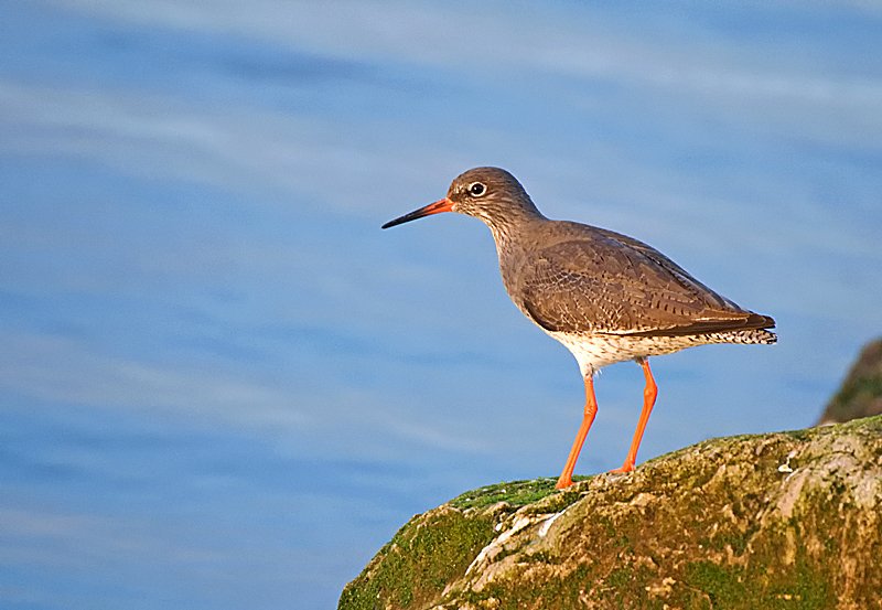 Redshank - Coastal & Wetland