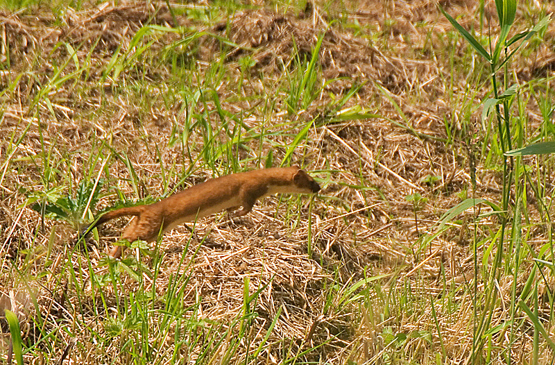 Stoat - Lowland & Farmland