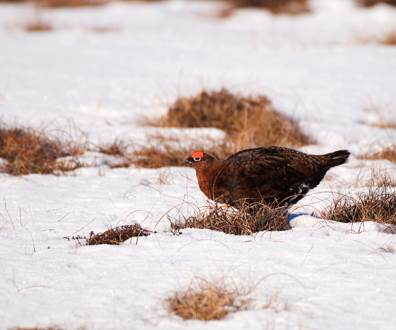 Red Grouse - Red Grouse