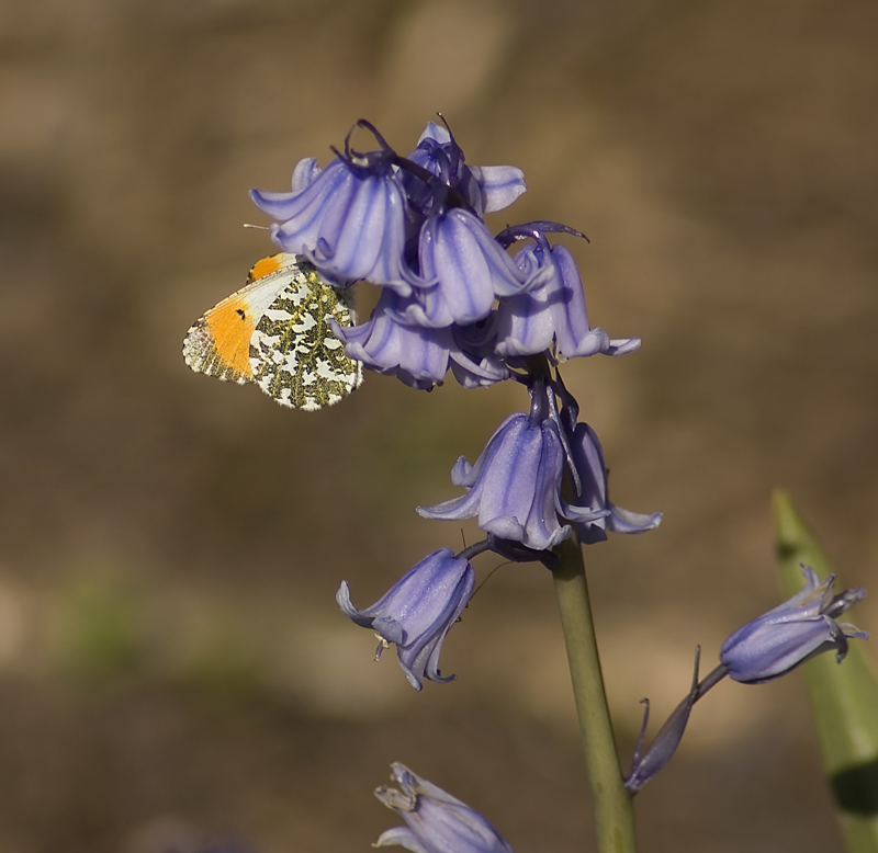 Orange Tip Butterfly - Lowland & Farmland